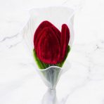 TULIPAN BURDEO X1 - Imagen 2